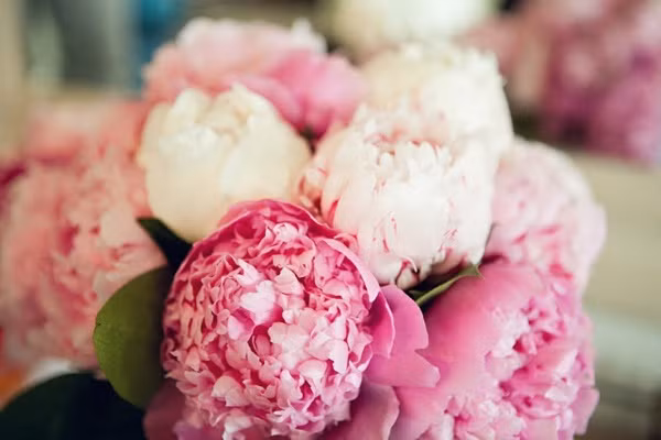 Với bông to, cánh xếp duyên, hương thơm nồng nàn quyến rũ, không ai có thể cưỡng lại những bông hoa mẫu đơn kiều diễm này. Hoa mẫu đơn rất dễ trồng và có thể sống tới 100 năm nếu được chăm sóc cẩn thận trong thời tiết mát mẻ.