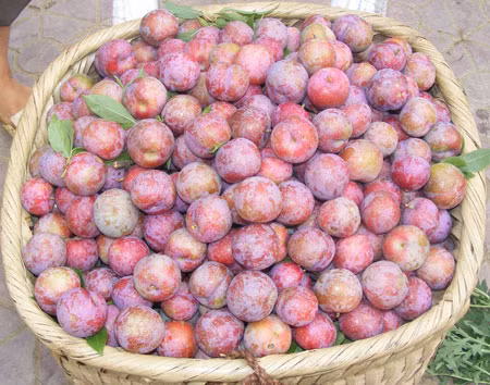 Trong khi đó người tiêu dùng Việt có thể an tâm chọn loại mận hậu, mận tam hoa khi chín bên ngoài nhìn vỏ mận sẽ có những nốt lấm tấm màu trắng xen lẫn màu đỏ. Cắn đôi quả mận ra sẽ thấy bên trong có màu tím đỏ thẫm. Ăn giòn, quả chín có vị ngọt pha lẫn với chua mát. Bởi hai loại mận này là đặc sản chỉ Việt Nam mới có. Ảnh: Emđẹp.