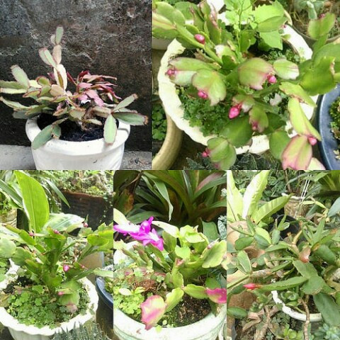 Cách 10 ngày, bạn nên bón phân cho lan càng cua một lần vì đây là loài cây cảnh khá ưa phân bón. Ảnh Googleusercontent.