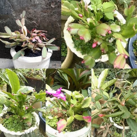 Cách 10 ngày, bạn nên bón phân cho lan càng cua một lần vì đây là loài cây cảnh khá ưa phân bón. Ảnh Googleusercontent.