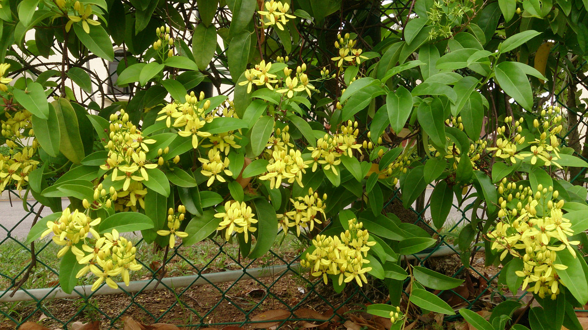 Mai hoàng yến không những dễ trồng mà còn sinh trưởng, phát triển tốt, phù hợp với khí hậu Việt Nam. Ảnh: Wikimedia.