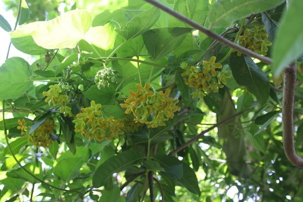 Thiên lý từ lâu được biết đến như một món ăn dân dã nhưng rất ngon của người Việt Nam. Bên cạnh việc được sử dụng như một loại rau, thiên lý còn được trồng để trang trí nhà rất phổ biến. Ảnh: Hoadepviet.