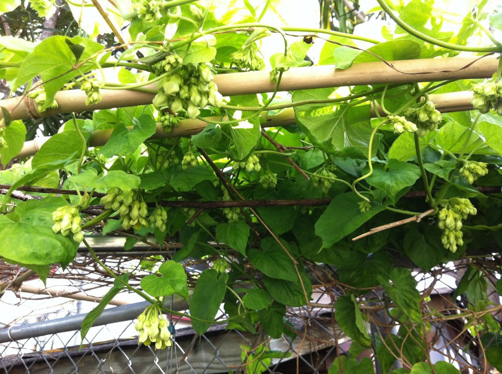 Vườn nhà thơ mộng với giàn thiên lý xanh mướt. Ảnh: Mediacdn.