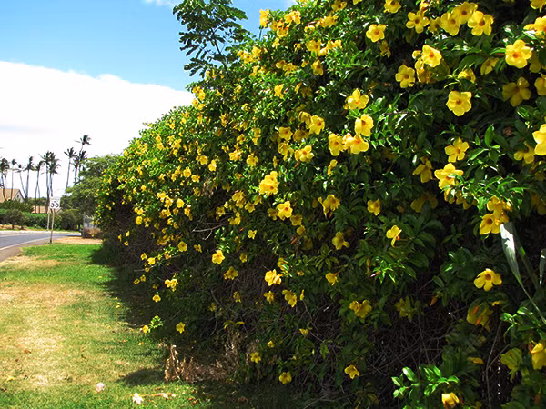 Nhung loai cay day leo de trong cho nha pho them xinh-Hinh-2