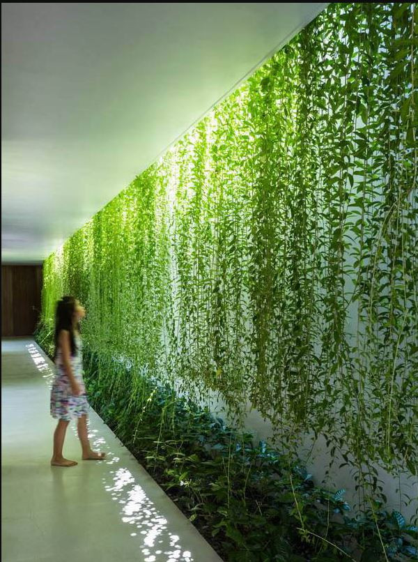 Ưu điểm của cúc tần Ấn Độ là dễ trồng, phát triển nhanh, khỏe, chịu nắng, chịu hạn, chịu nước tốt. Ảnh: Hongcaycanh.