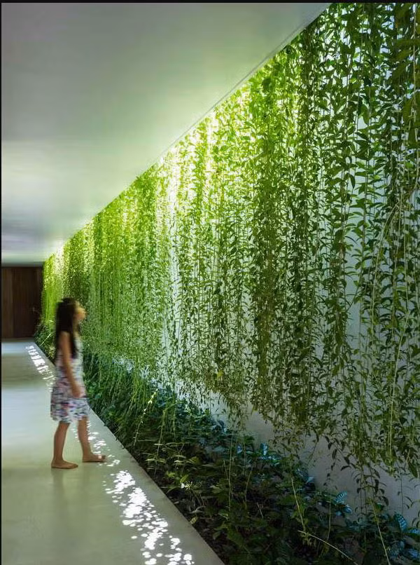 Nhung loai cay day leo de trong cho nha pho them xinh-Hinh-6