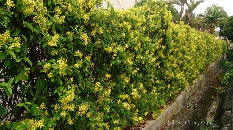 Cũng sở hữu sắc vàng tươi tắn như hoàng thảo, mai hoàng yến cũng là loại cây dây leo được nhiều gia đình ở phố lựa chọn để trồng trang trí nhà của mình. Ảnh: Caycanhthanglong.