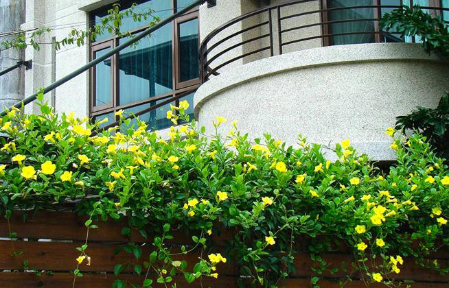 Với sắc vàng rực rỡ như ánh nắng mặt trời, hoàng thảo chắc chắn là loại cây dây leo khiến bạn “mê mẩn” ngay từ cái nhìn đầu tiên. Ảnh: Hoala.