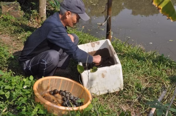 Ốc bươu đen được thương lái thu gom bán cho nhà hàng và quán ăn đặc sản. Ảnh: Thst.