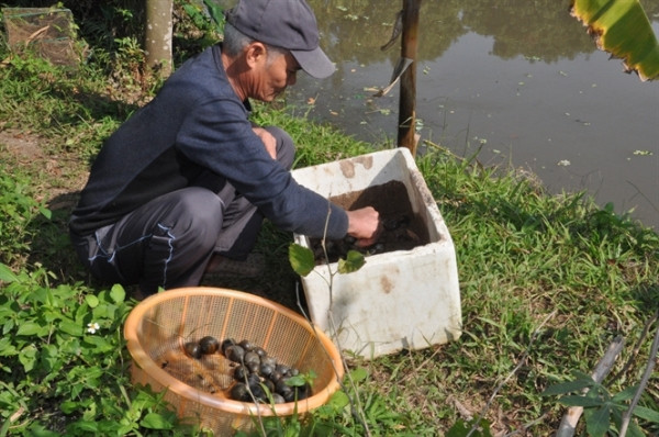 Ốc bươu đen được thương lái thu gom bán cho nhà hàng và quán ăn đặc sản. Ảnh: Thst.