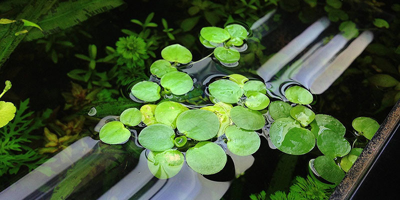 Bèo Nhật thường được lựa chọn để trồng trang trí sân vườn hoặc những tiểu cảnh trong nhà. Ảnh: cothuysinh.