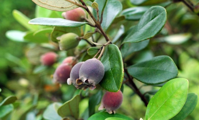 Việc hái sim mang bán đem lại khoản thu nhập đáng kể cho người dân. Ảnh: We25.