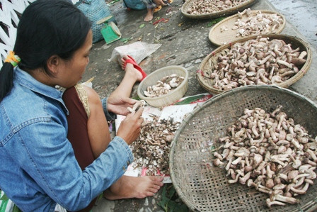 Sau những cơn mưa, nấm tràm - một loại đặc sản mới đắt khách lên ồ ạt. Nhiều người miền núi đã tranh thủ vào rừng hái loại nấm này để cải thiện đời sống. Ảnh: Hues.