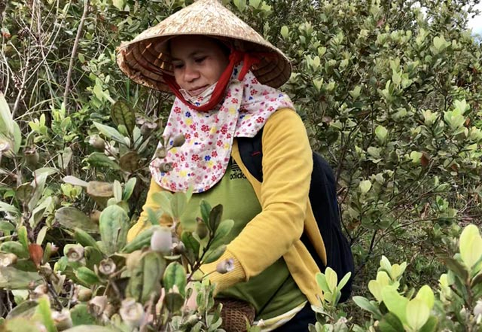 Theo Dân Việt, với gián bán từ 15.000 -17.000 đồng/kg tại chỗ và 20.000 đồng/kg tại chợ thì một ngày, trung bình người dân kiếm được từ 300.000-600.000 đồng/ngày, có người kiếm được 1 triệu đồng/ngày từ việc vào rừng hái sim. Ảnh: Tintaynguyen.