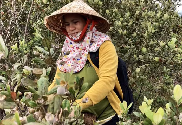 Theo Dân Việt, với gián bán từ 15.000 -17.000 đồng/kg tại chỗ và 20.000 đồng/kg tại chợ thì một ngày, trung bình người dân kiếm được từ 300.000-600.000 đồng/ngày, có người kiếm được 1 triệu đồng/ngày từ việc vào rừng hái sim. Ảnh: Tintaynguyen.