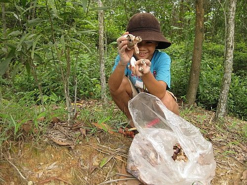 Nấm tràm mọc nhiều từ tháng 5 đến tháng 7 âm lịch. Mỗi ngày, một người có thể thu hoạch được 20 - 30kg nấm, thậm chí có người thu hoạch được trên 50kg. Ảnh: Blogspot.