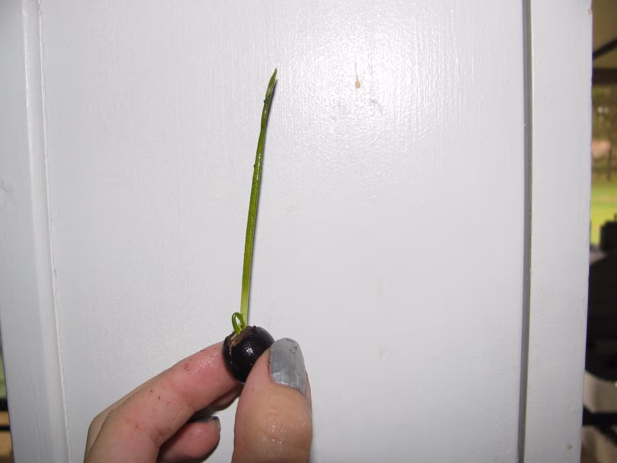 Bạn tiến hành ngâm hạt cho đến khi nảy mầm con dài chừng 10- 15 cm thì có thể chuyển qua chậu cảnh. Ảnh: Dân Việt.