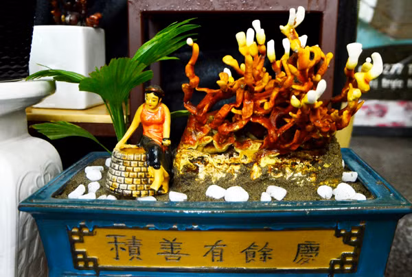 Nấm linh chi sừng hươu có dáng mọc giống với cặp sừng của những chú hươu rất độc đáo. (Ảnh Baotainguyenmoitruong)