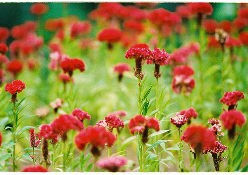 Hoa mào gà có sức sống dẻo dai, sinh trưởng trong môi trường không khí khô, cho hoa đẹp nhất vào mùa đông và mùa xuân. Ảnh: Blogspot.