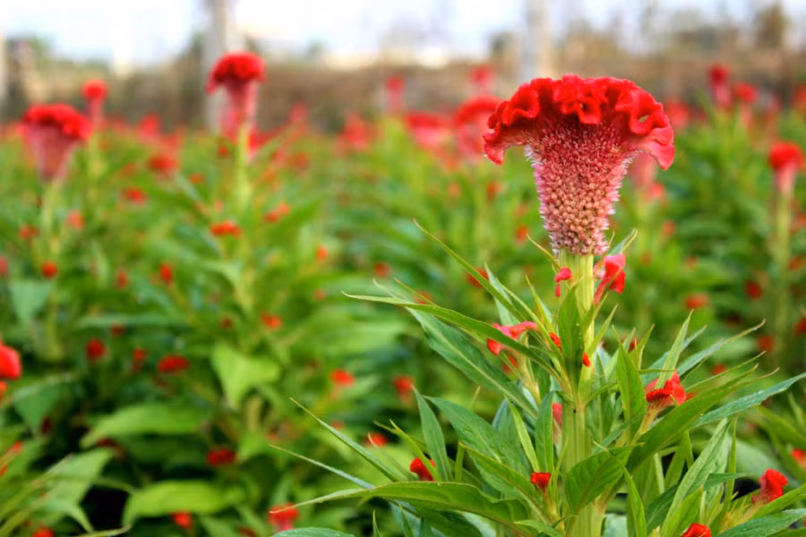 Hoa mào gà cũng là một lựa chọn hoàn hảo để ban công trông thật đẹp khi đông sang. Ảnh: Tronghoa.