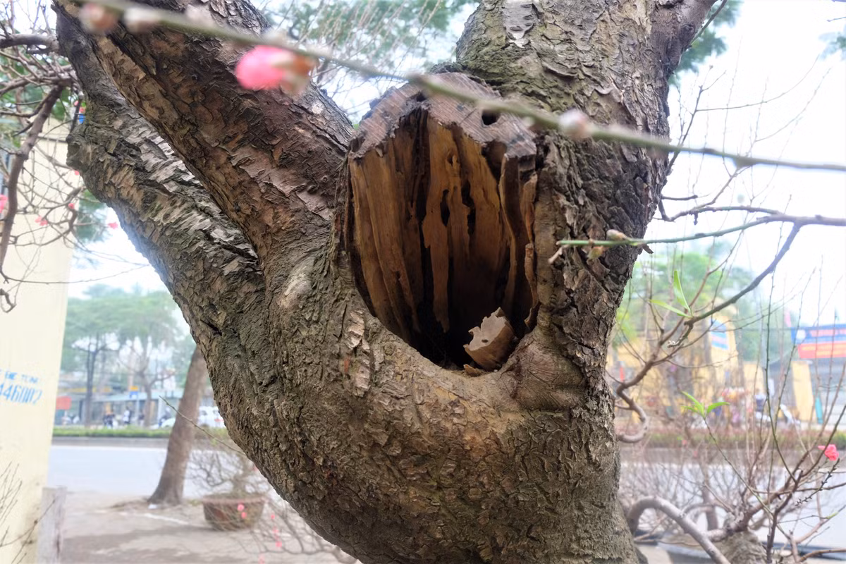 Gốc đào lớn, tràn căng sức sống mùa xuân khiến cho chậu cảnh này thu hút sự chú ý của người dân Hà thành.