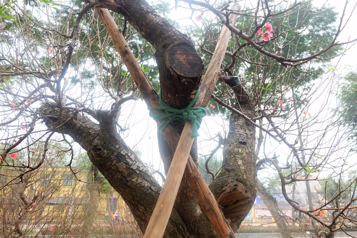 Toàn bộ các cành, nhánh đều được cố định bằng dây và cọc cẩn thận trong quá trình vận chuyển từ vườn ra chợ hoa Tết.