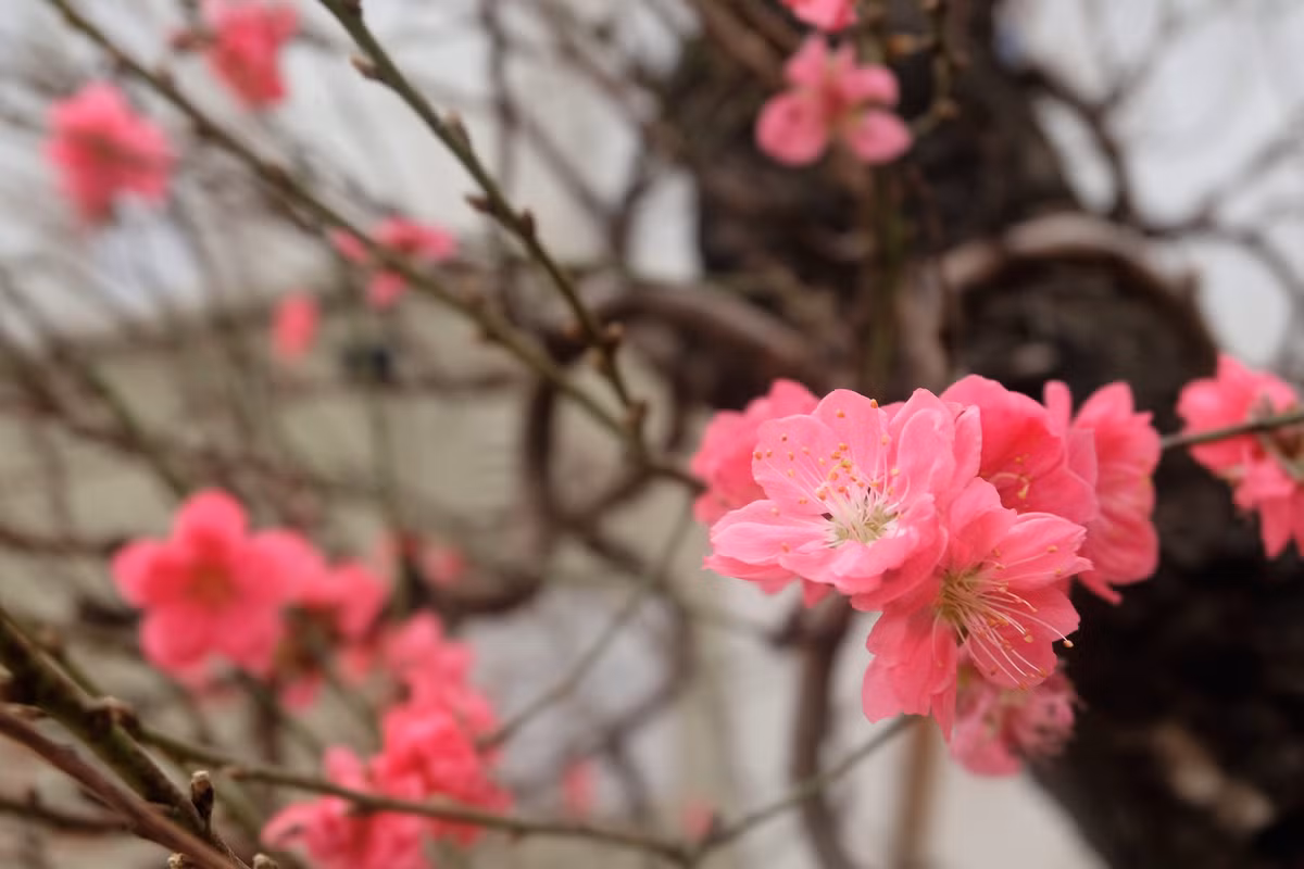 Anh Hoan cho hay, để cho hoa đào ra đúng dịp Tết, nhà vườn phải có kỹ thuật riêng. May mắn là năm nay, thời tiết tuy thất thường nhưng các đợt lạnh không quá khô, vẫn đủ độ ẩm để hoa đào bung nở.