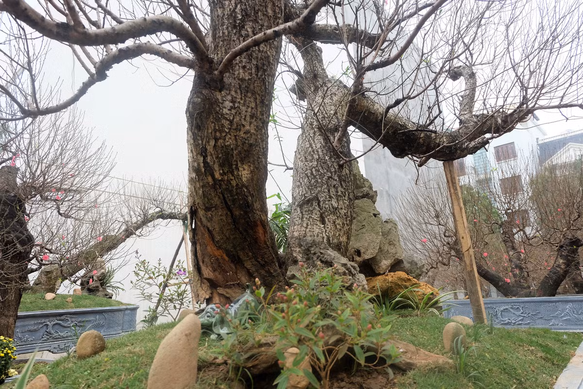 Tuy anh Hoàng Hoan từ chối nói chính xác giá thuê đào thế cổ, nhưng anh cũng tiết lộ, mức thuê cây chơi Tết lên đến trên 100 triệu đồng.