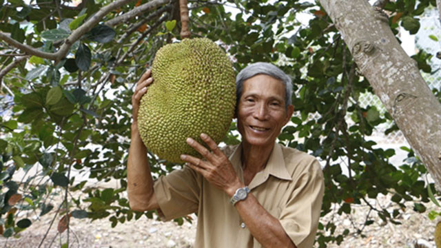 Đặc biệt, mít không hạt không chỉ tiêu thụ trong nước mà còn xuất khẩu sang Thái Lan, Lào, Campuchia. Ảnh: 235.