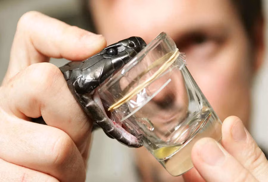  Lấy nọc độc rắn: Huyết thanh nọc độc có thể được thực hiện để điều trị lâm sàng nên nó được sử dụng rộng rãi. Để có được nọc rắn, các nhà huyết thanh học đã phải mạo hiểm cuộc sống của họ, tay cầm đầu rắn, đưa răng rắn tới các cốc thủy tinh để tiết nọc. Mức lương hàng năm của nghề này khoảng 30.000 USD.