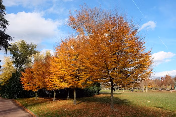 Công viên Tête d’Or nổi tiếng với với 4 vườn hồng lớn, gồm hơn 16.000 bụi hồng thuộc 450 giống khác nhau. (Ảnh Dulichvietnam)