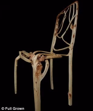 Cận cảnh những chiếc ghế từ thân cây uốn tự nhiên trước khi được hoàn thiện và bán ra thị trường.