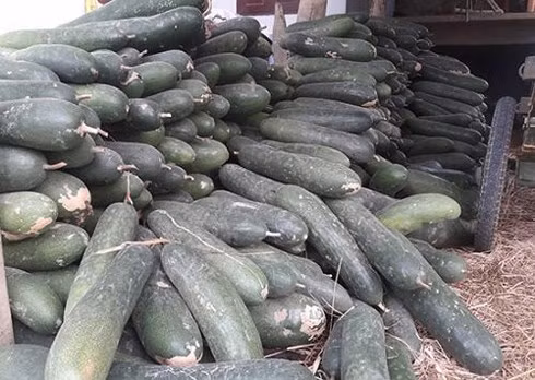 Những ngày này, nông dân xã Cẩm Kim, thành phố Hội An, tỉnh Quảng Nam đứng ngồi không yên vì bí đao thu hoạch xong không có nơi tiêu thụ. Hiện giá bí đao chỉ 1.000 - 1.500 đồng/kg mà không có người mua nên nhiều nông dân bỏ mặc bí thối đầy đồng. Ảnh: VOV.