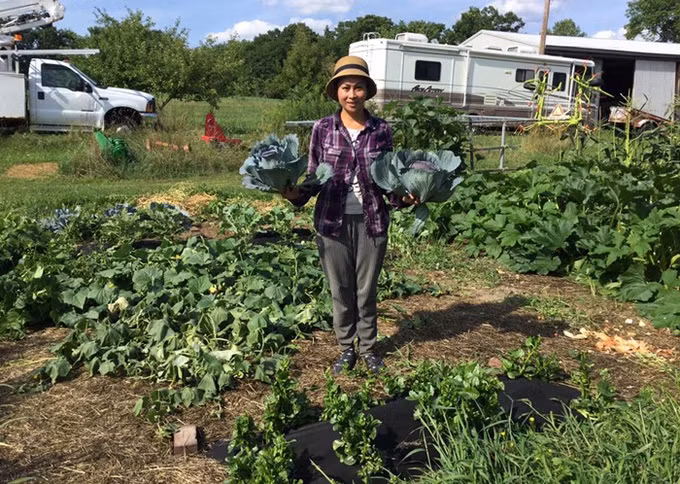Vườn rau của chị Ngọc ở New York lại khiến bạn có cảm giác như đang ở một nông trại rau với có đủ các loại từ bắp cải, xà lách, cà chua,...(Ảnh Đời sống &amp; Pháp lý)