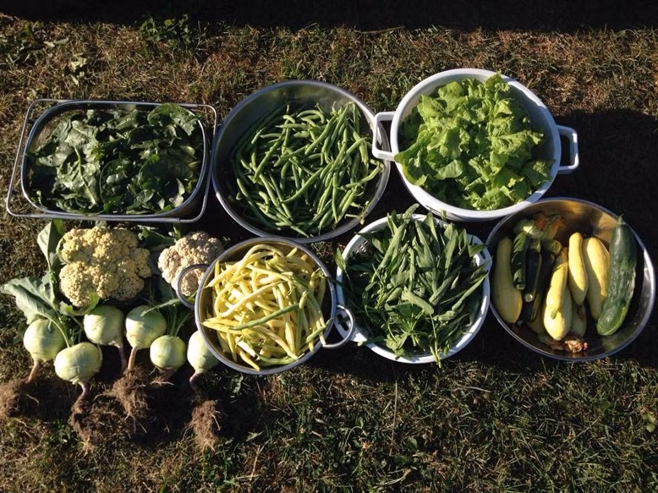 Vườn rau của chị Ngọc tốt tươi đến độ chị Ngọc ăn và trữ đông không hết, phải liên tục đem biếu cho hàng xóm và đồng nghiệp. (Ảnh Đời sống &amp; Pháp lý)