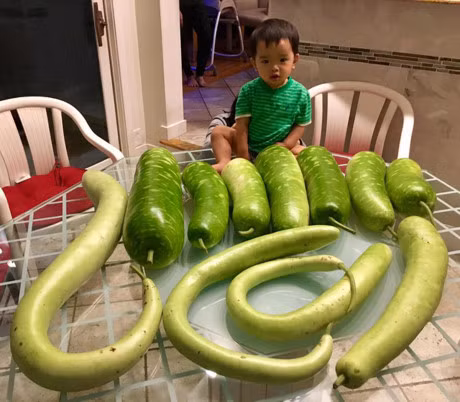 Thành quả của những ngày chăm sóc vườn rau chính là những quả bầu to và sạch. (Ảnh Gioitreviet) 