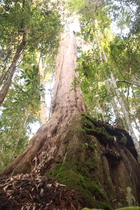 Lac vao “vuong quoc” Pomu khong lo tren day Ngoc Linh