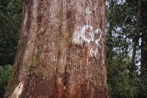 Lac vao “vuong quoc” Pomu khong lo tren day Ngoc Linh-Hinh-3