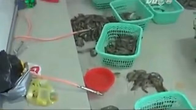Clip này cũng đang được lan truyền chóng mặt trên các trang mạng của Úc, đất nước này cũng là nơi nhập khẩu tôm Việt Nam rất nhiều và họ phản đối mạnh mẽ cách làm này của các xưởng buôn.