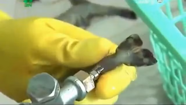 Theo như tìm hiểu thì tôm sú được bơm tạp chất cellulose carboxymethyl hoặc CMC. Đây là chất không có hại, nó thường dùng trong các món kem hay bánh ngọt và có thể hòa tan trong nước.