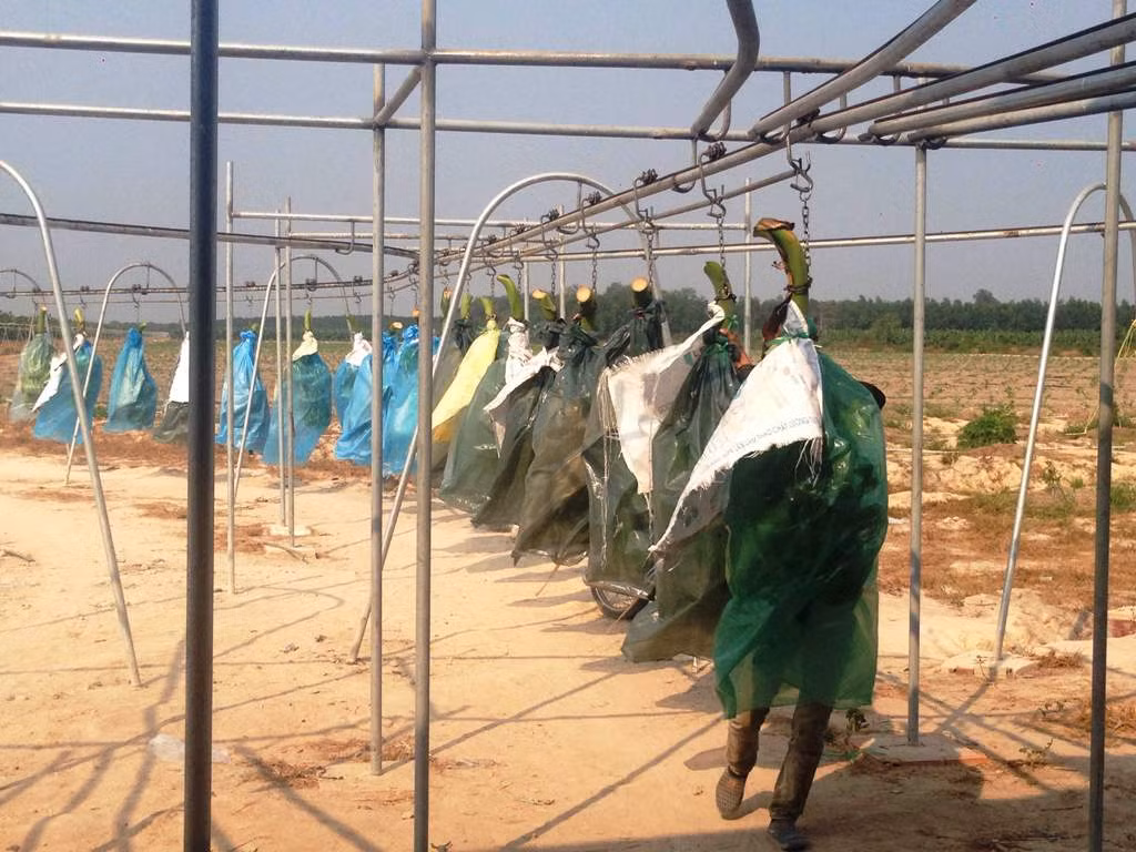 Dây chuyền ròng rọc đưa từng buồng chuối từ vườn đến xưởng sơ chế để đảm bảo chuối không bị tác động từ bên ngoài làm trầy xước quả.