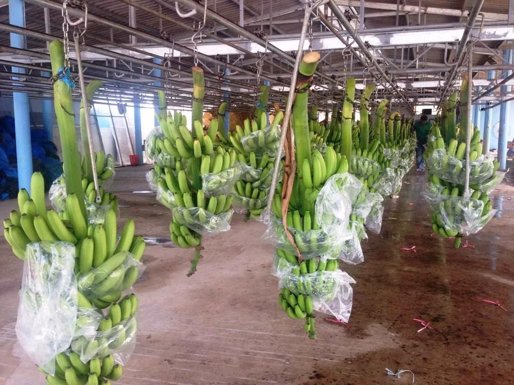 Sau khi chuối lớn tương đối, từng buồng chuối được “mặc áo” nilon để chống mọi loại sâu bệnh, côn trùng gây hại. Đến khi thu hoạch, nhân viên nhà vườn đóng gói bắt đầu quy trình “xử lý từng trái” - loại bỏ những trái xấu. Có khi, vì một vài trái xấu phải bỏ cả nải chuối.