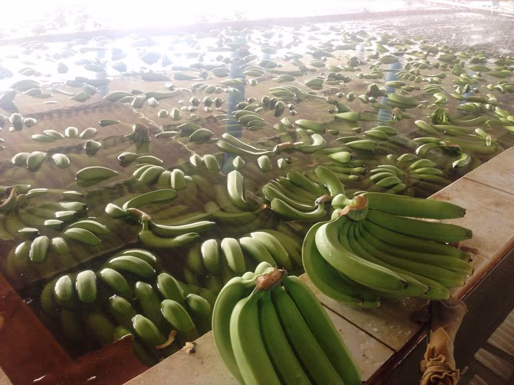 Cận cảnh khu vực bồn ngâm khử khuẩn chuối.