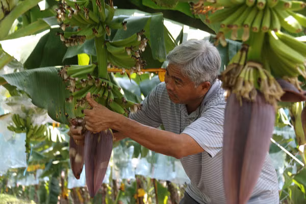 Sở dĩ được gọi là vườn chuối triệu đô bởi khoản đầu tư mà ông Huy bỏ ra để trồng 110ha chuối với quy trình sạch, khép kín cùng các chuyên gia nước ngoài đến tư vấn chăm sóc lên đến 2 triệu USD (hơn 40 tỷ đồng). Ảnh:Dân Việt.