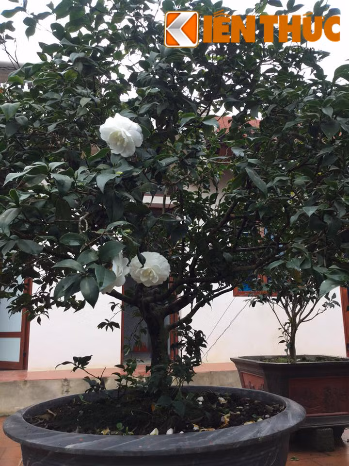 Cây hoa chè là một trong những cây bán chạy. Giá dao động từ 10 đến 40 triệu đồng.