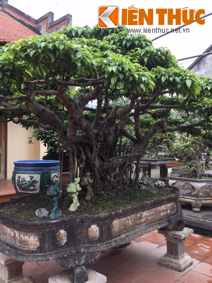 Cây sanh "chúng cháu cùng Bác hành quân" giá 5 tỷ đồng.