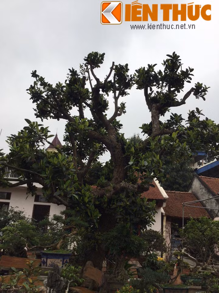 Khác với hàng loạt cây cảnh tiền tỷ trong vườn, cây mít cổ thụ được trả giá 100 triệu nhưng ông Ngọ nhất định không bán vì cây này cho quả rất ngọt và vị đặc biệt.