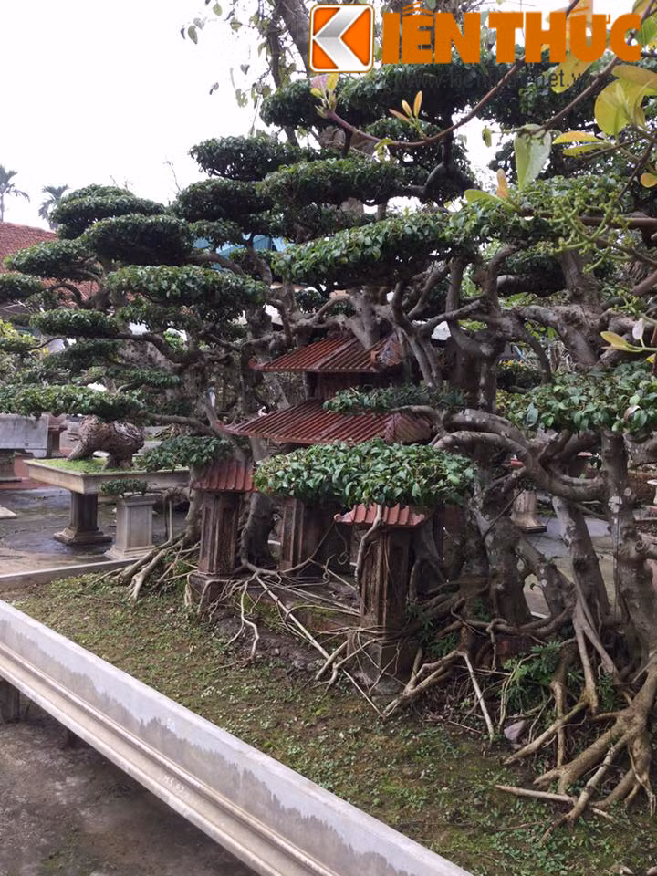 Cây sanh được tạo dáng làng quê được tạo dáng độc đáo.