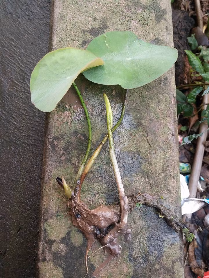 Một trong những cách trồng sen lạ khác đó là trồng bằng chồi sen. Chồi sen với một đoạn thân ngầm và có một vài chiếc lá sẽ dễ trồng lên thành công hơn. Nếu nhân giống bằng hạt sẽ cầu kỳ và mất nhiều thời gian hơn. Ảnh: Khám phá.