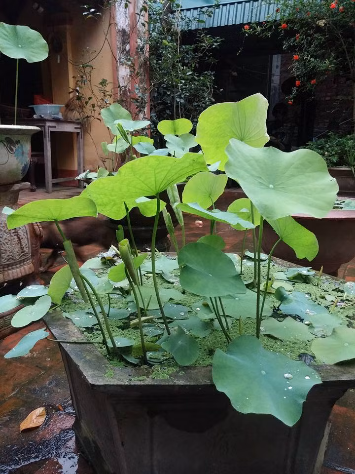 Tiếp đó, cho nước, bóp nhuyễn bùn và san phẳng mặt bùn và phơi nắng 1-3 ngày cho nước trong (có thể thả một ít rong đuôi chó vào để làm sạch nước). Trong suốt quá trình trồng và chăm sóc sen, nước trong chậu phải luôn duy trì đủ, ít nhất phải cao hơn mặt bùn khoảng 5cm trở lên. Tuy nhiên, cách trồng này nên áp dụng với những chậu cây lớn để sân nhà. Ảnh: Khám phá.